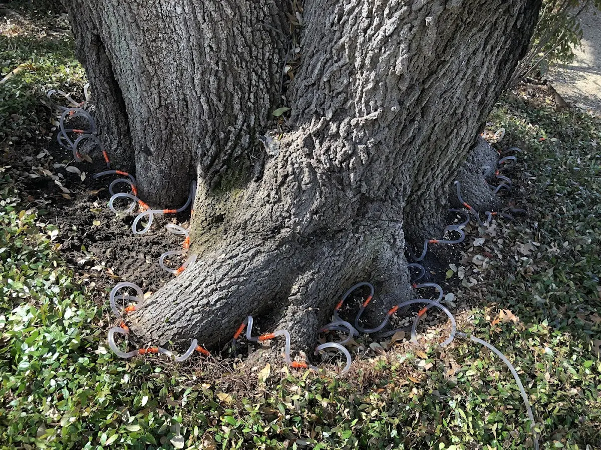 Detailed Tree Cabling and Bracing job site in Nisland
