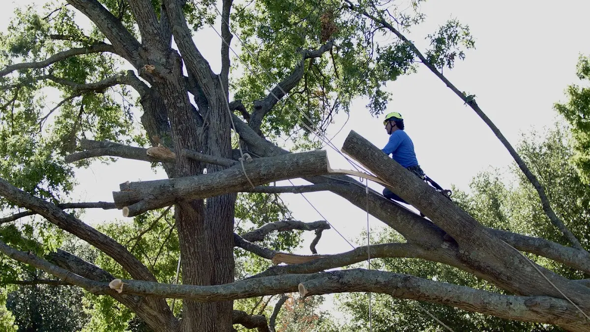 Professional Crown Thinning performed by certified arborists in Nisland