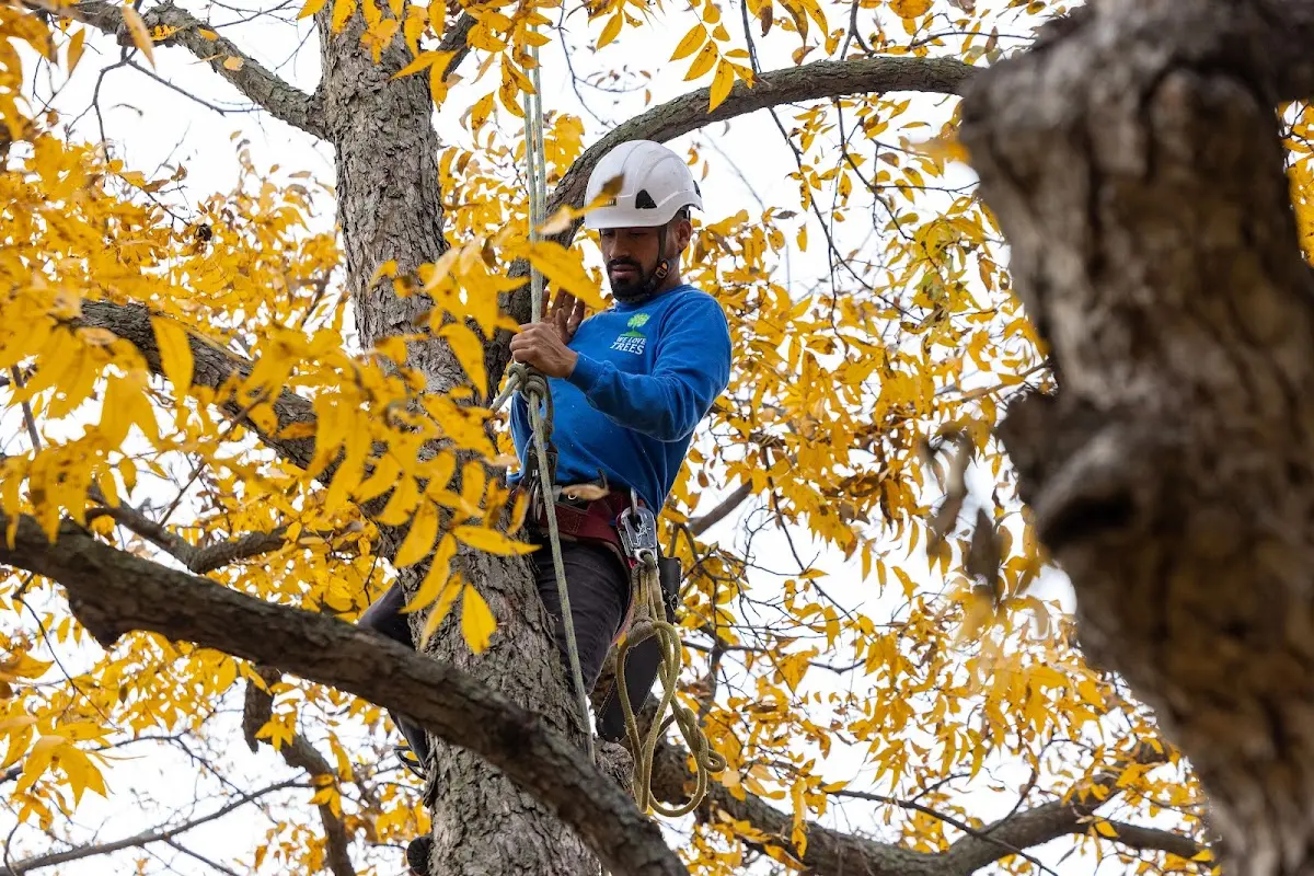 Skilled Dead Tree Removal crew working in Nisland