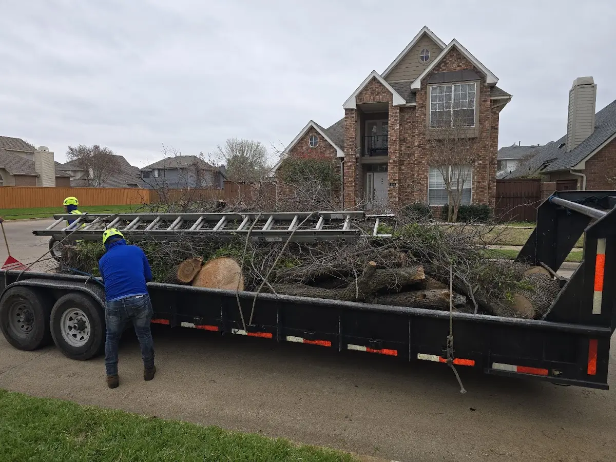 Expert Tree Pest Control with proper safety equipment in Nisland